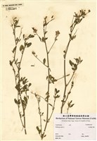 藏品(紫苜蓿)的圖片